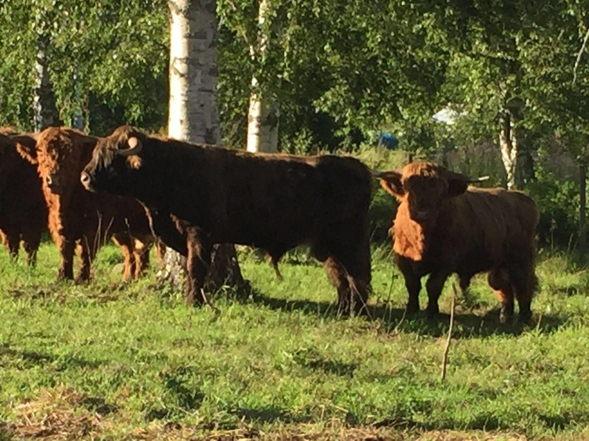 Stornasets Pensionat Och Vandrarhem Sundsvall Bagian luar foto